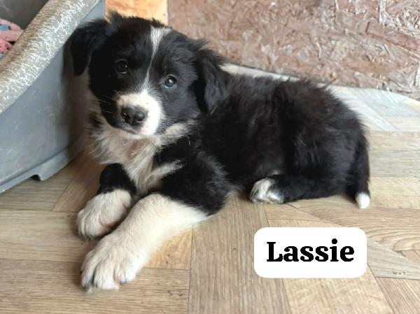 Lassie 2 Mesi 