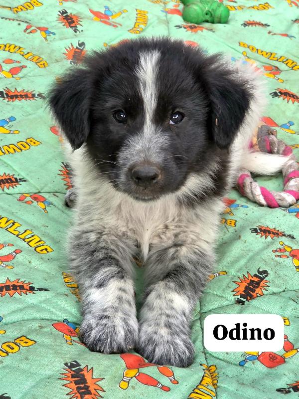 Odino 2 Mesi 