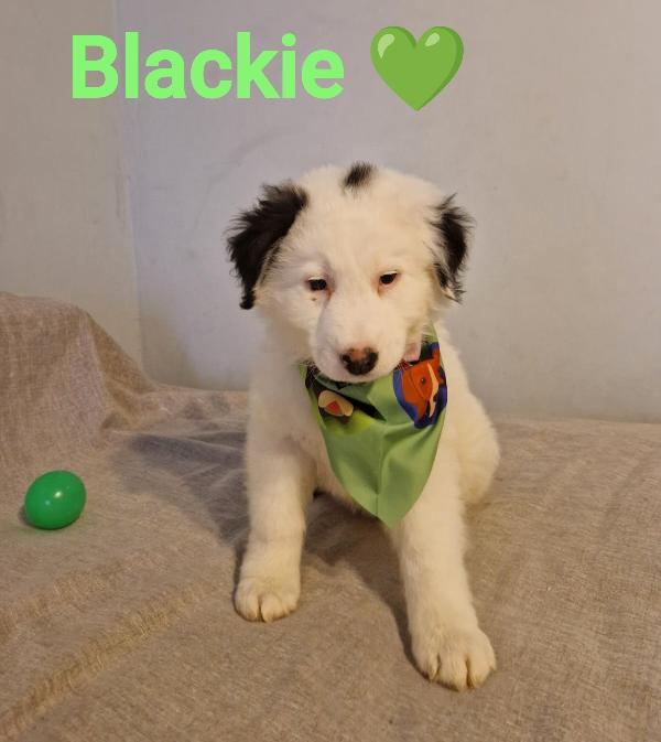 Blackie Cucciolo Incantevole 