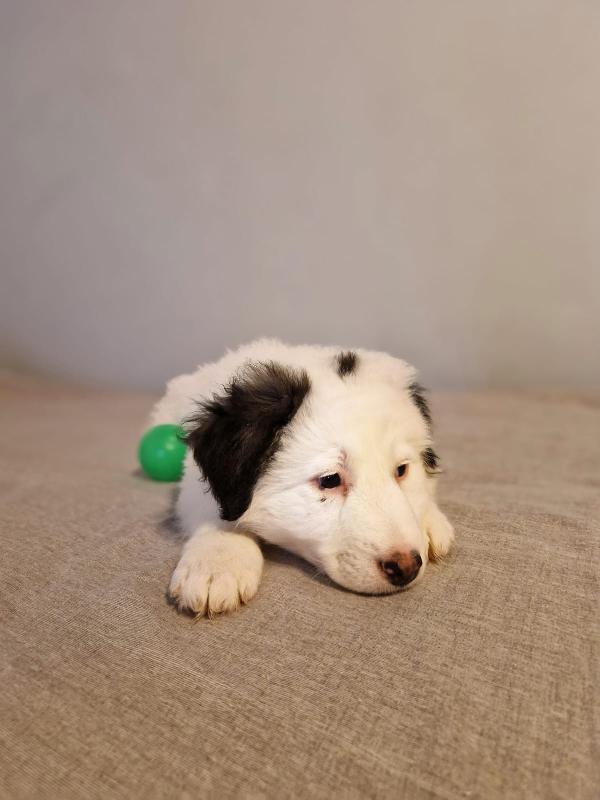 Blackie cucciolo incantevole  Foto 2