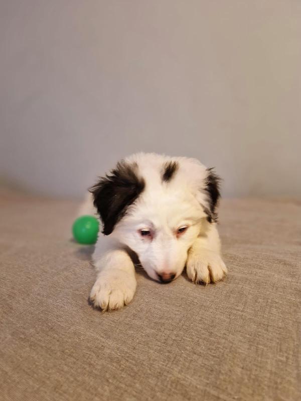 Blackie cucciolo incantevole  Foto 3