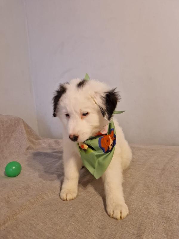 Blackie cucciolo incantevole  Foto 4