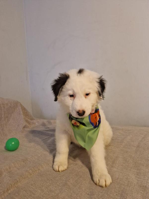 Blackie cucciolo incantevole  Foto 5