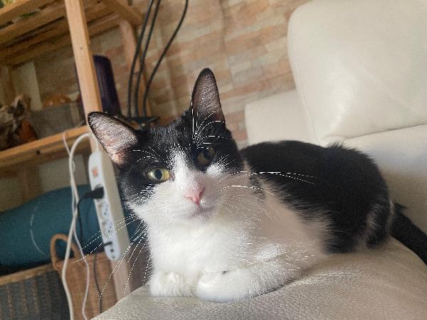 Lia Dolcissima Micia Bianca E Nera