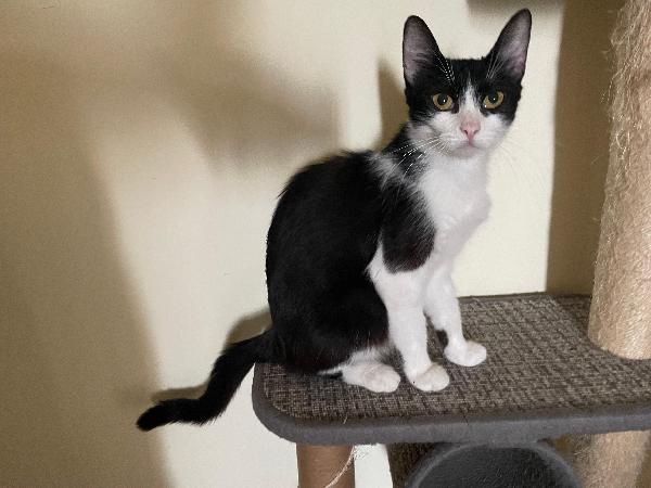 Lia dolcissima micia bianca e nera Foto 2