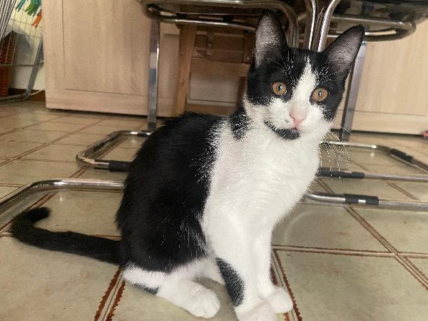 Puntina Una Micina Super Coccolona