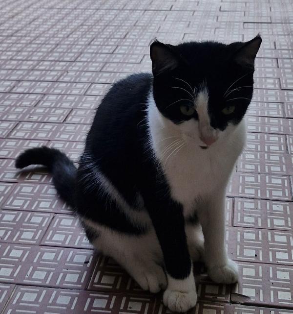 Micina tigrata tricolore quasi 5mesi e bianca/nera  Foto 2