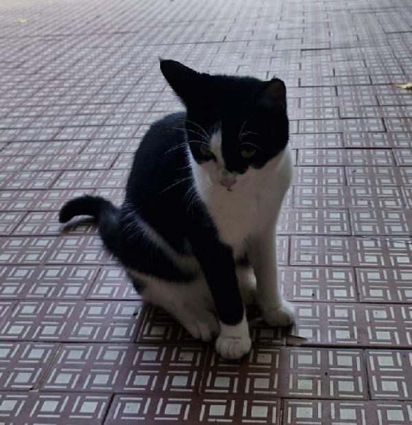 Micina tigrata tricolore quasi 5mesi e bianca/nera  Foto 3