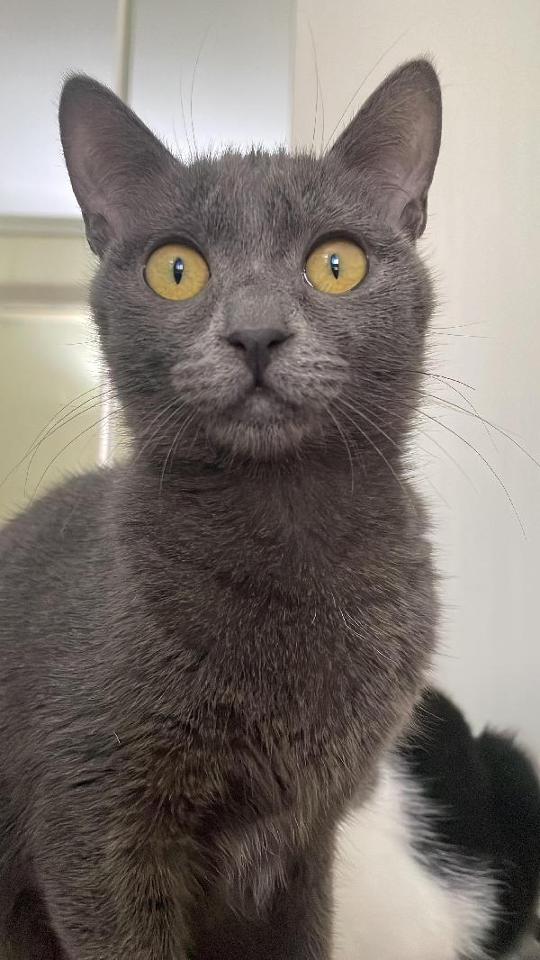 Gri Dolcissima Micina Simil Siamese