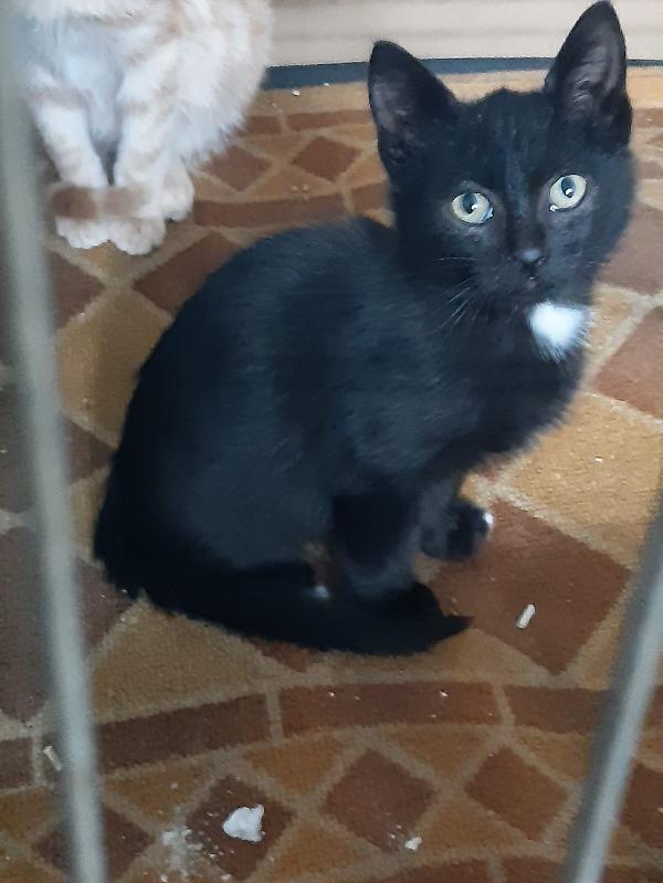 IDRIS DOLCISSIMO MICINO CERCA CASA Foto 2