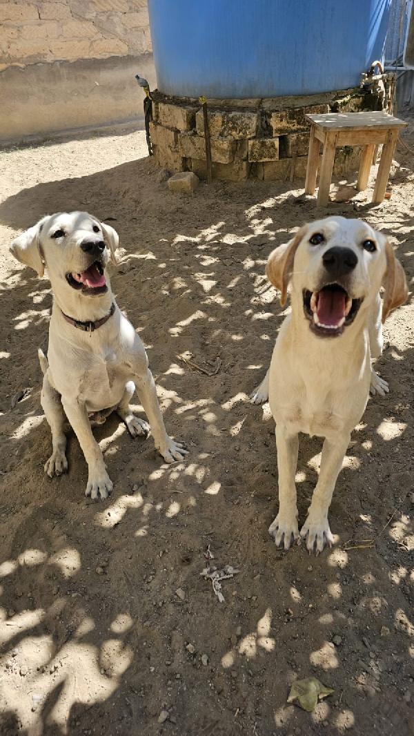 Mix Labrador 8Mesi Urgente Aiuto!!Sicilia