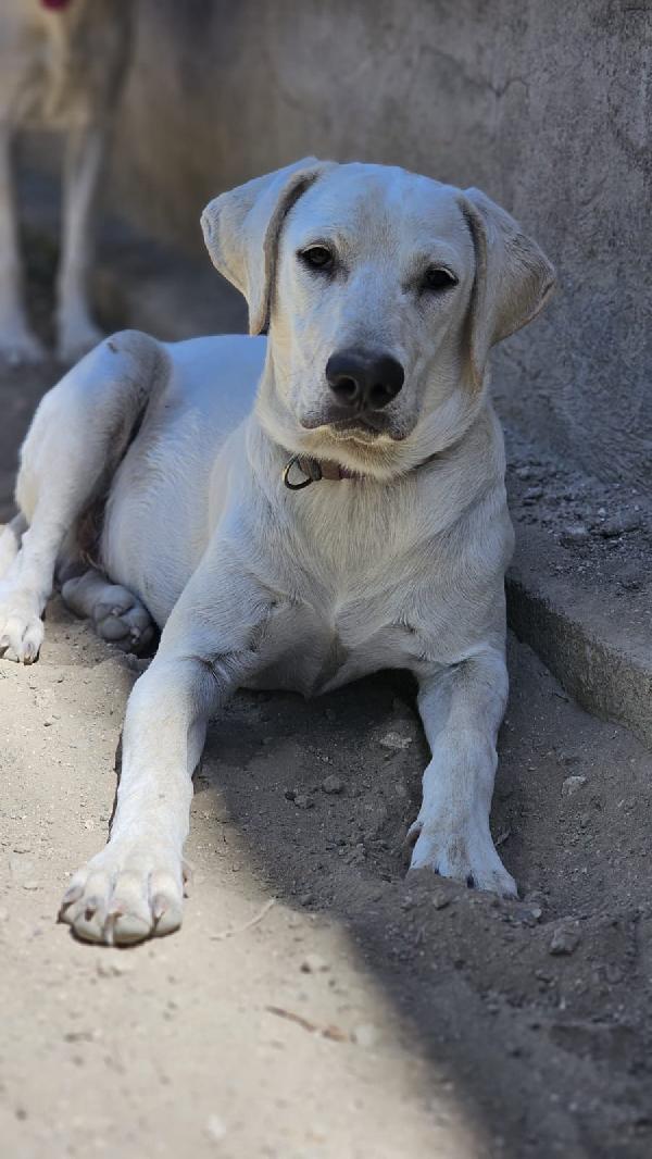 Mix Labrador 8mesi URGENTE AIUTO!!SICILIA Foto 3