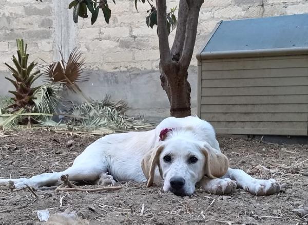 Mix Labrador 8mesi URGENTE AIUTO!!SICILIA Foto 7