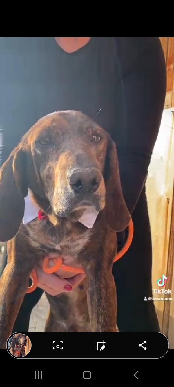 Carlo Segugio 5anni bellissimo e buono Foto 3