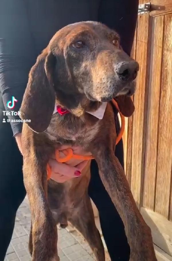 Carlo Segugio 5anni bellissimo e buono Foto 4