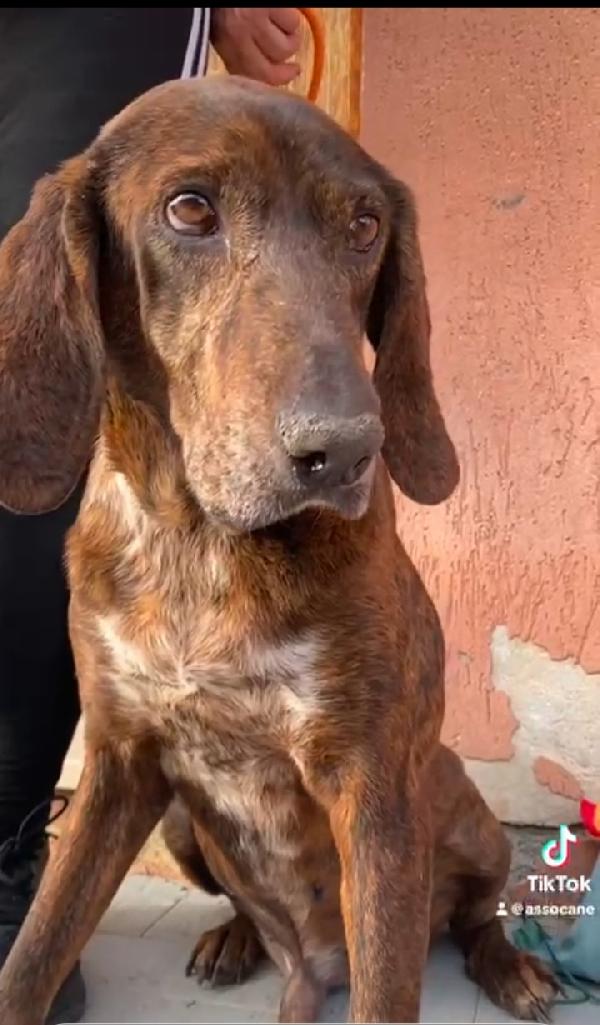 Carlo Segugio 5anni bellissimo e buono Foto 6