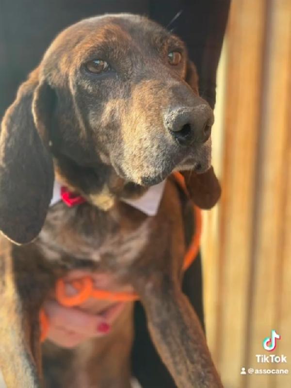 Carlo Segugio 5anni bellissimo e buono Foto 7