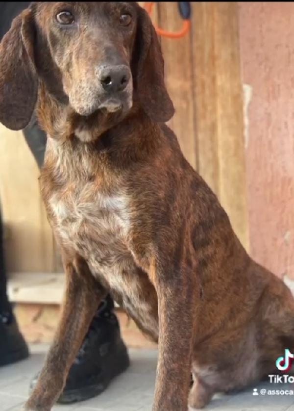 Carlo Segugio 5anni bellissimo e buono Foto 8