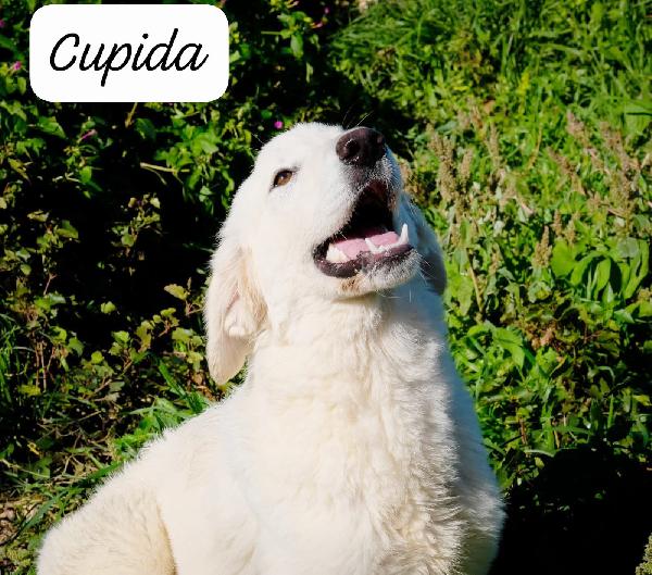 Cupida In Adozione 