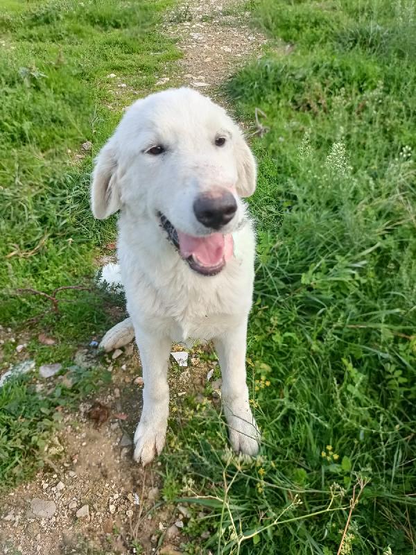 Cupida in adozione  Foto 2