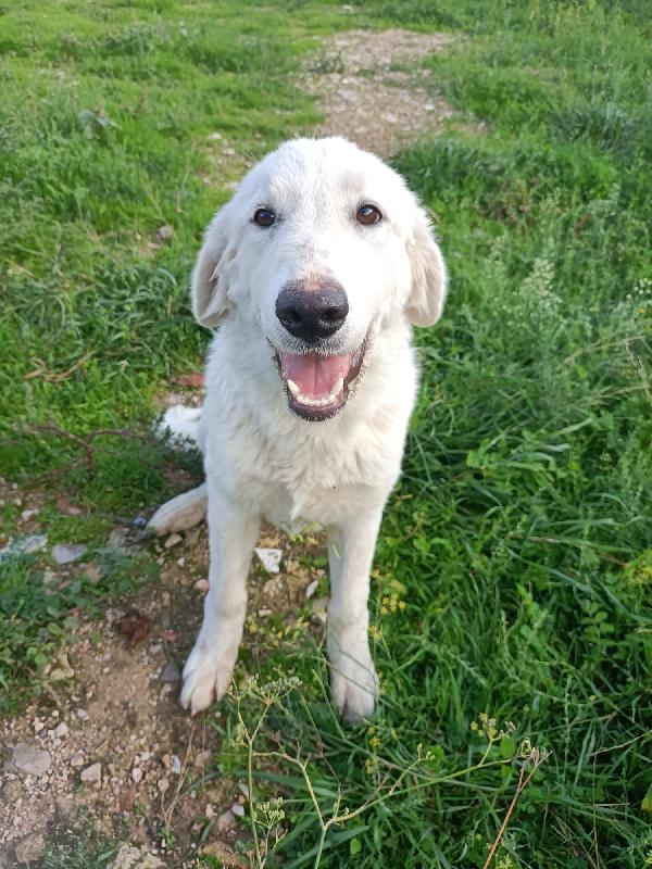 Cupida in adozione  Foto 3