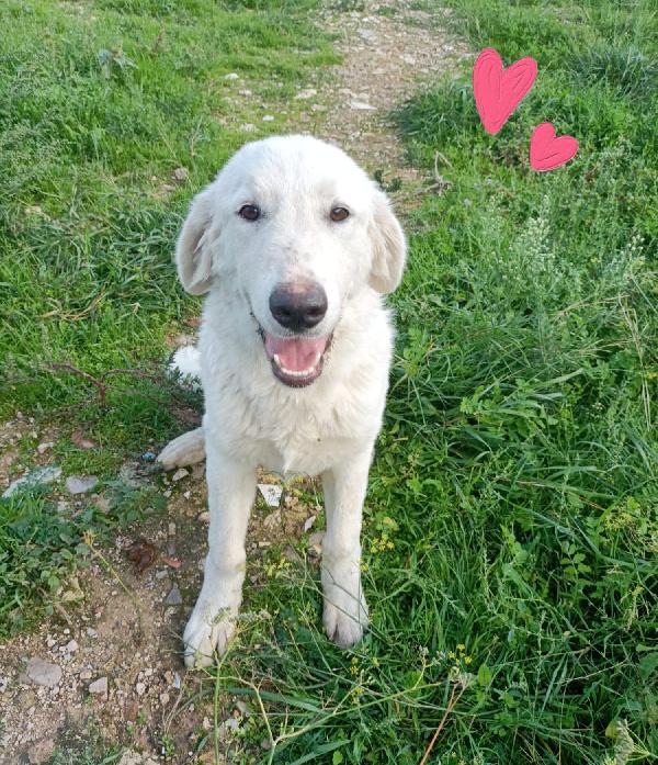 Cupida in adozione  Foto 5