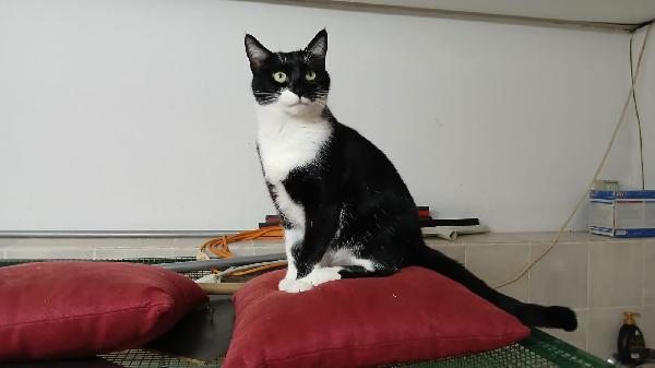 KARIN: MICIA B/N DI 2 ANNI CERCA FAMIGLIA Foto 4