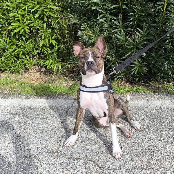 Pippi cerca casa  Foto 2