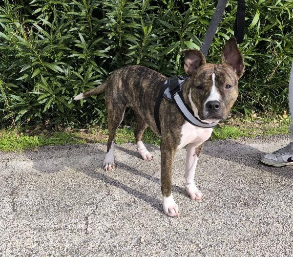 Pippi cerca casa  Foto 3