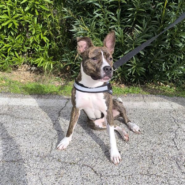 Pippi cerca casa  Foto 4