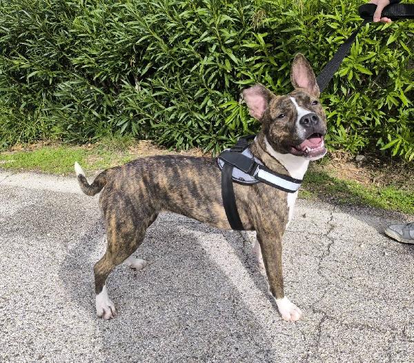 Pippi cerca casa  Foto 6