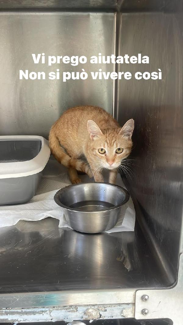 Ginny Tenera Gattina