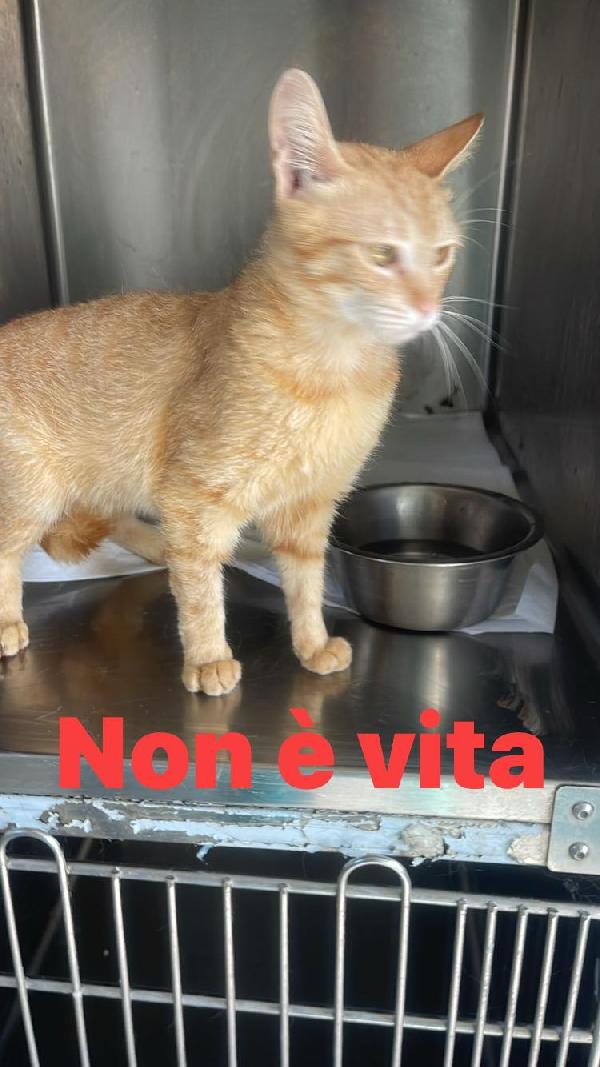 GINNY TENERA GATTINA Foto 2