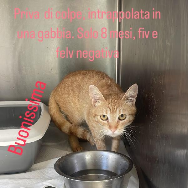 GINNY TENERA GATTINA Foto 3