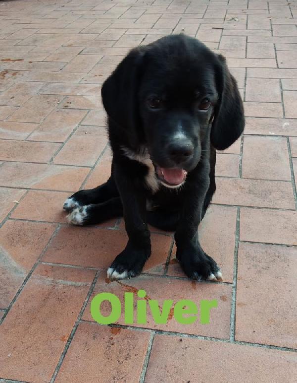 MAYA E OLIVER Foto 2