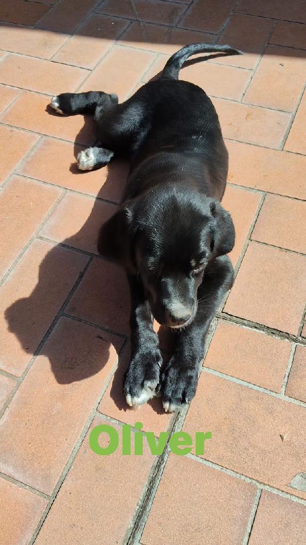 MAYA E OLIVER Foto 3