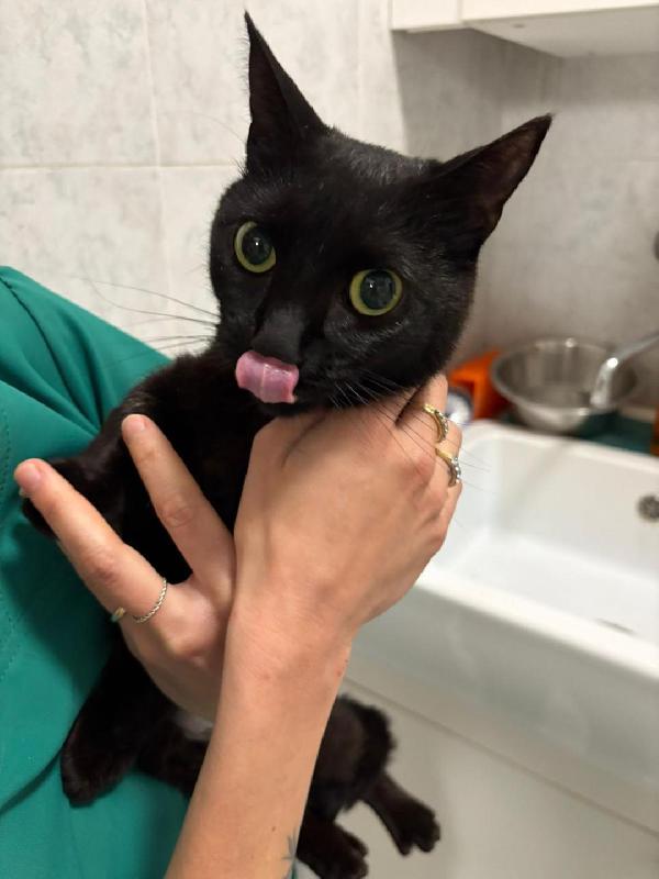 Margot Tenera Gattina Nera