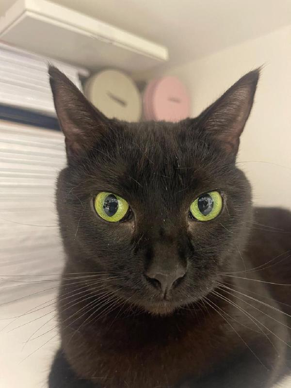 MARGOT TENERA GATTINA NERA Foto 3