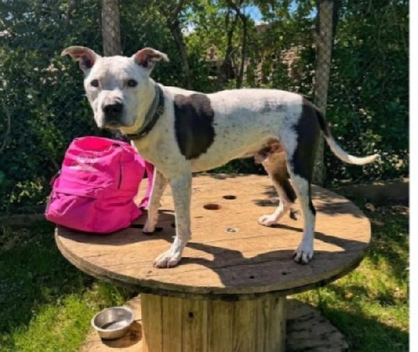 Pitbull anziano nessuno lo nota in canile  Foto 4