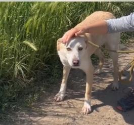 Airy femmina mix Labrador 3/4anni BRESCIA Foto 2