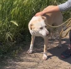 Airy femmina mix Labrador 3/4anni BRESCIA Foto 3