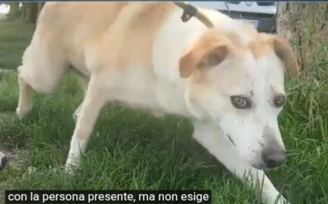 Airy femmina mix Labrador 3/4anni BRESCIA Foto 5