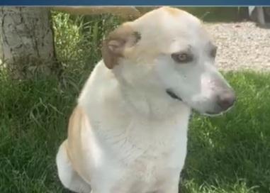 Airy femmina mix Labrador 3/4anni BRESCIA Foto 7