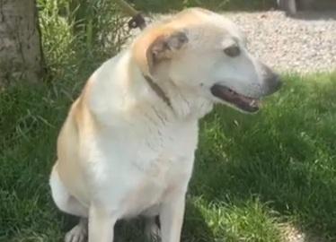 Airy femmina mix Labrador 3/4anni BRESCIA Foto 8