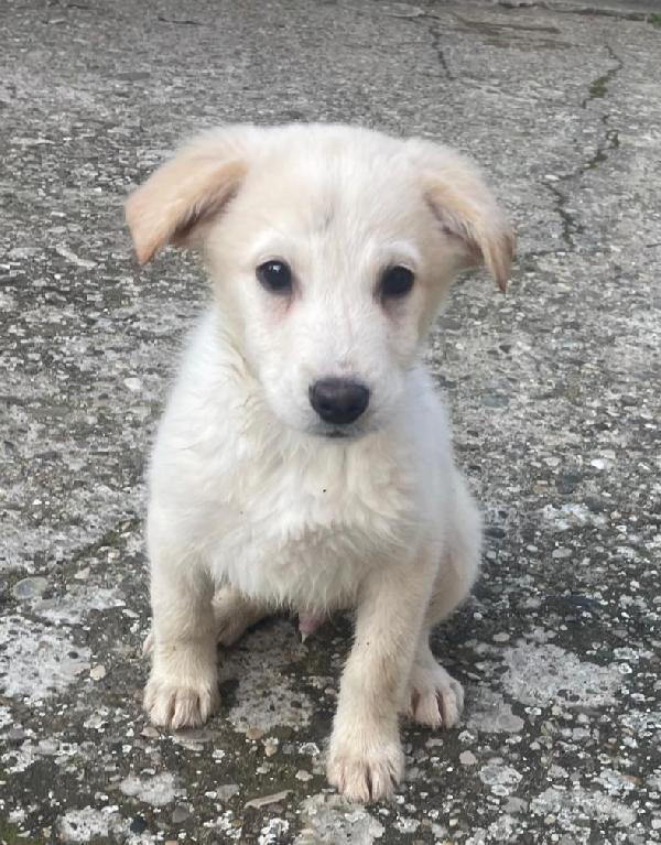 Cremino Cucciolo Da Mangiare Di Baci 