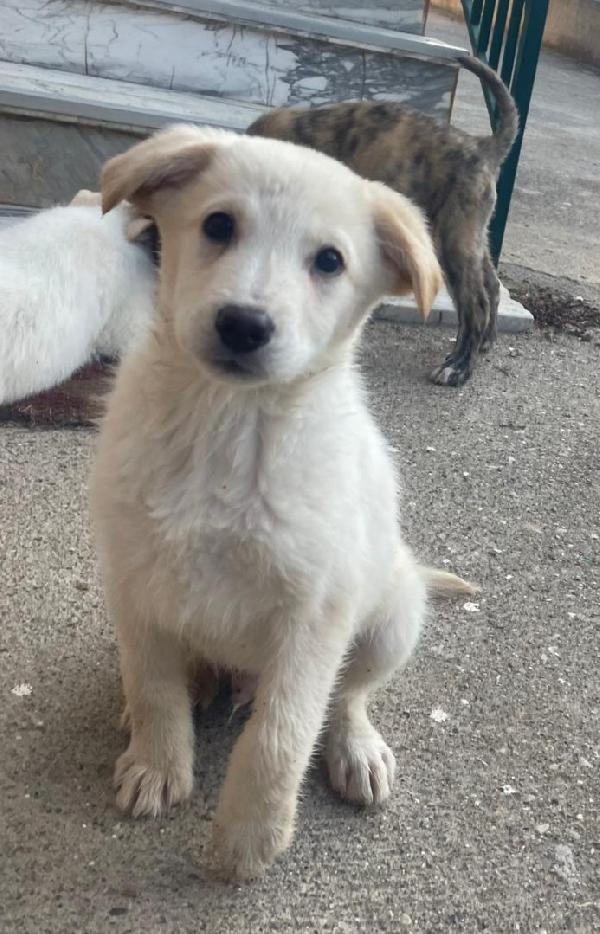 Cremino cucciolo da mangiare di baci  Foto 2