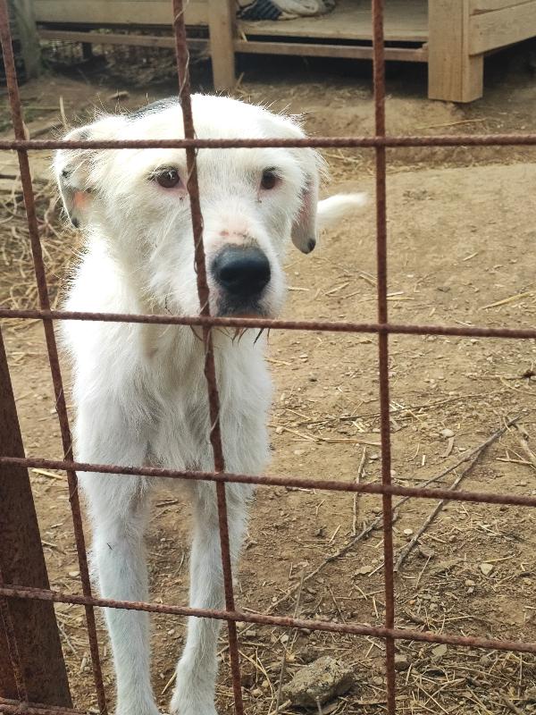 Piggy Va D'accordo Con Tutti, Ma Non La Vuole Nessuno 