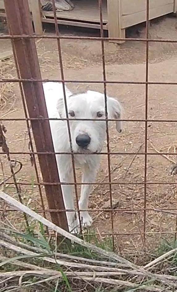 Piggy va d'accordo con tutti, ma non la vuole nessuno  Foto 2