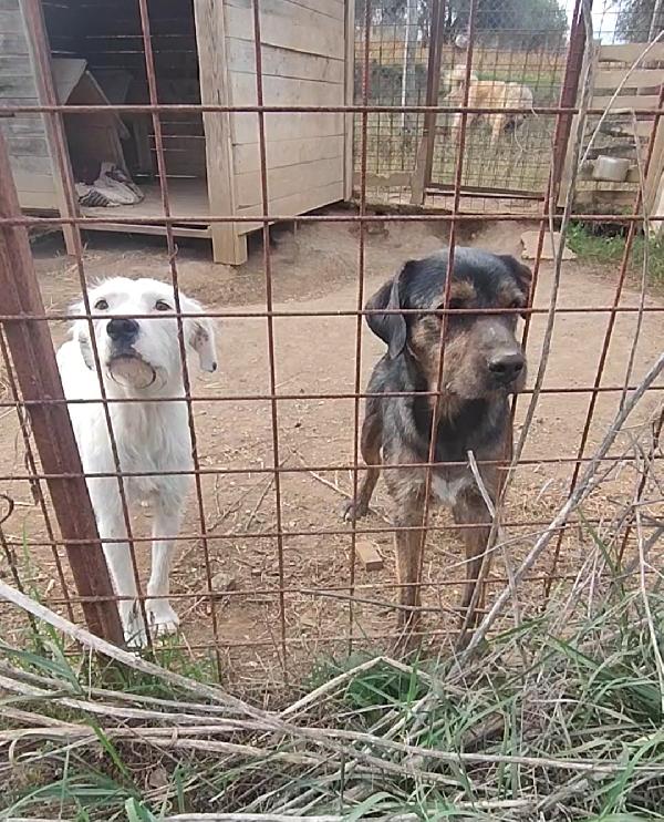 Piggy va d'accordo con tutti, ma non la vuole nessuno  Foto 3