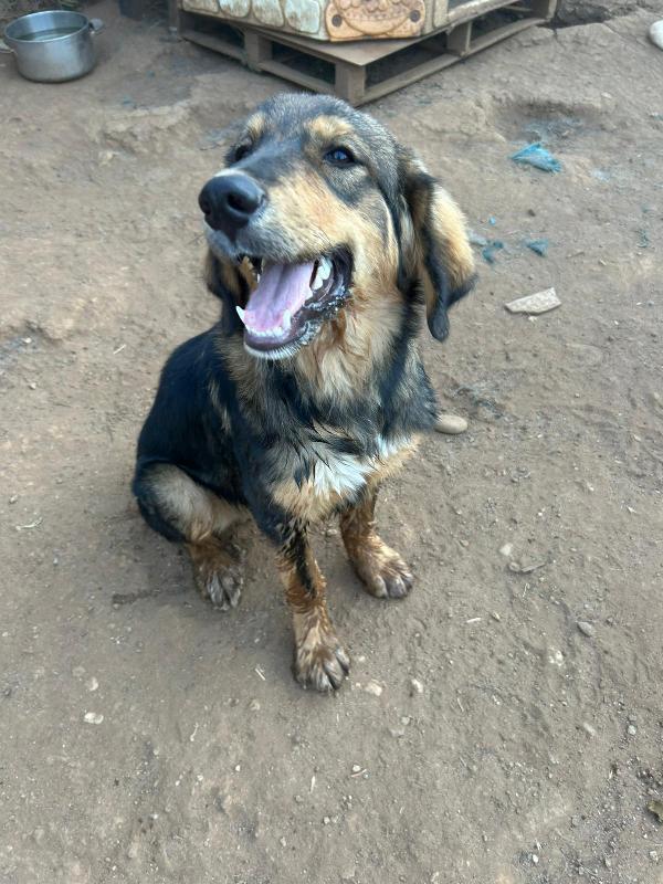 Argo Spendido Cucciolo Cerca Famiglia  Foto 4
